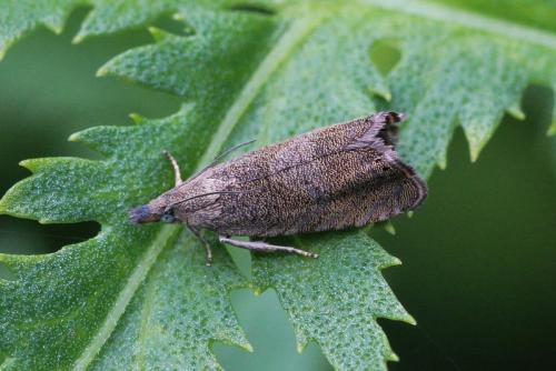 Réf. 222 460 : Dichrorampha sp.